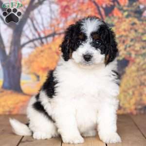 Zack, Mini Bernedoodle Puppy